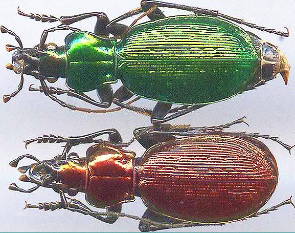 http://www.gorodinski.ru/carabus/Microplectes convallium.jpg